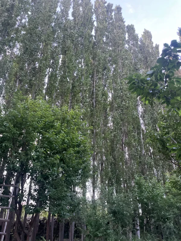 Trees for money paid