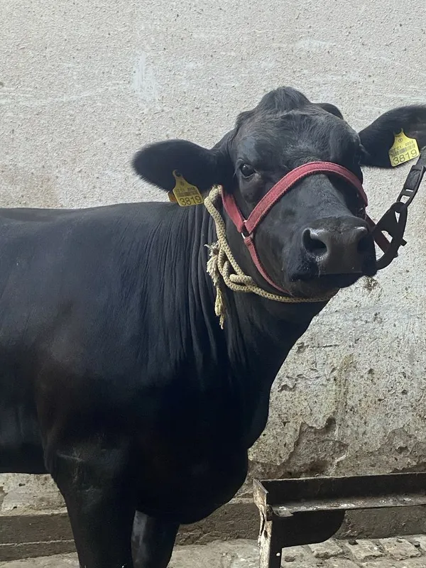 Buğoz sigir angus sotiladi 3