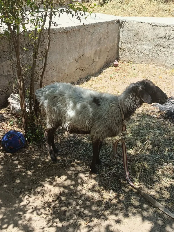 Quy sotiladi kelishtirib beramiz 1 Quy sotiladi kelishtirib beramiz 1