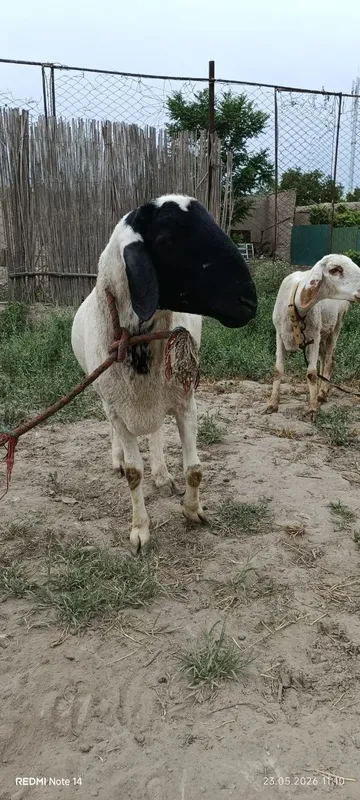 Qara quloq zotdor qo'chqor sotiladi — фото 1