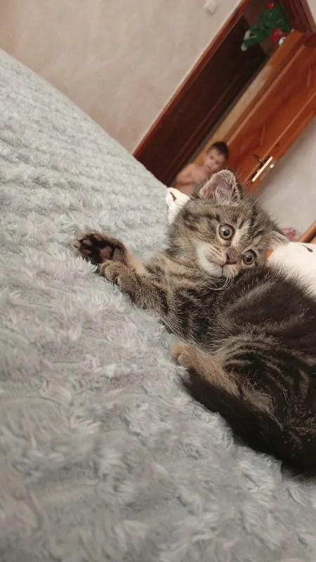 продается котенок скотишь страйт 5 продается котенок скотишь страйт 5