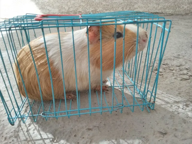 Hamster sotiladi — фото 1