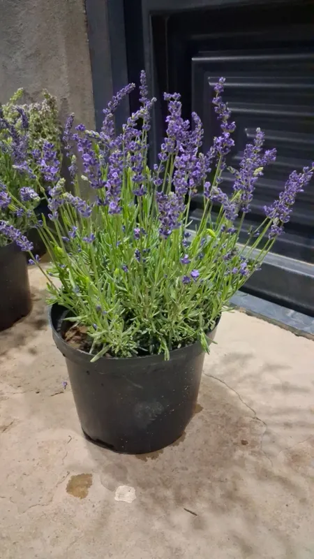 Lavanda gulari bor 1