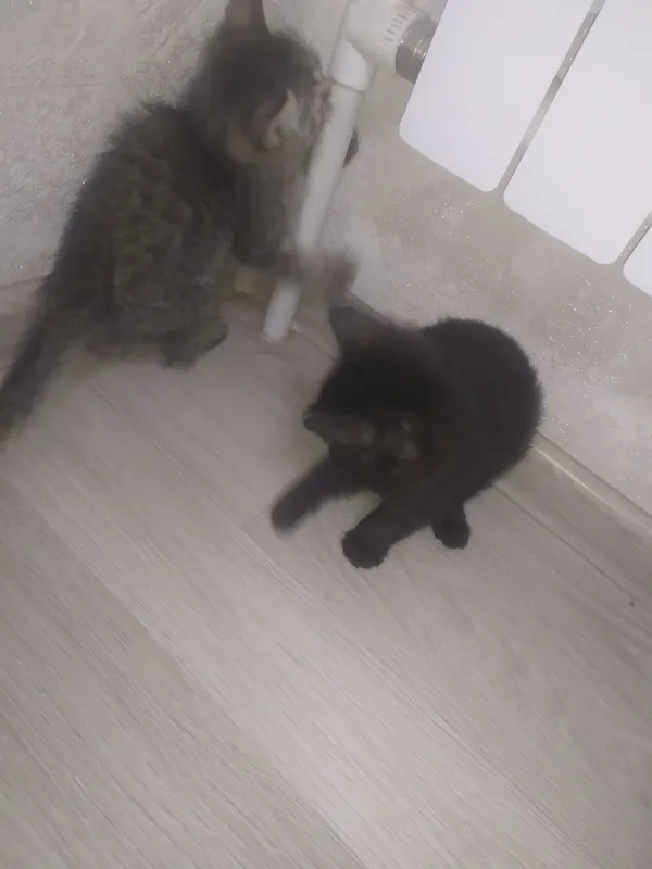 Котята 2