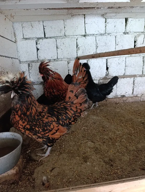 Продаются декоративные куры 4 Продаются декоративные куры 4