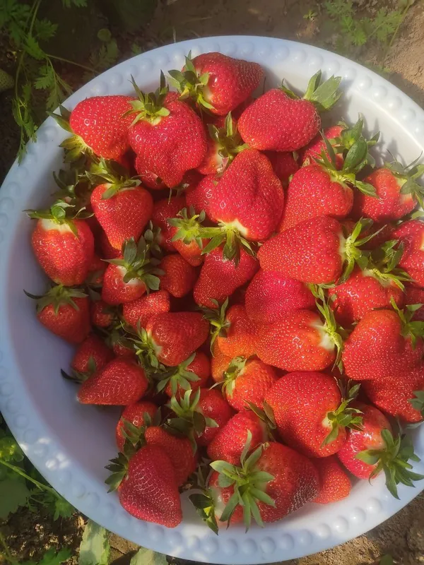 Qulpunay Kiler soʻrti 2
