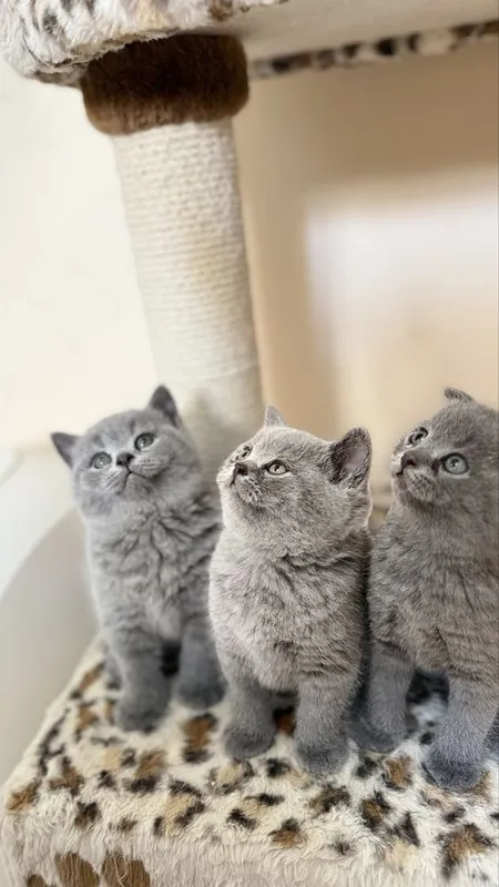 Продаются котята — фото 1