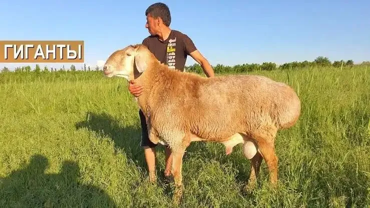 Qassob xizmati bor 24/7