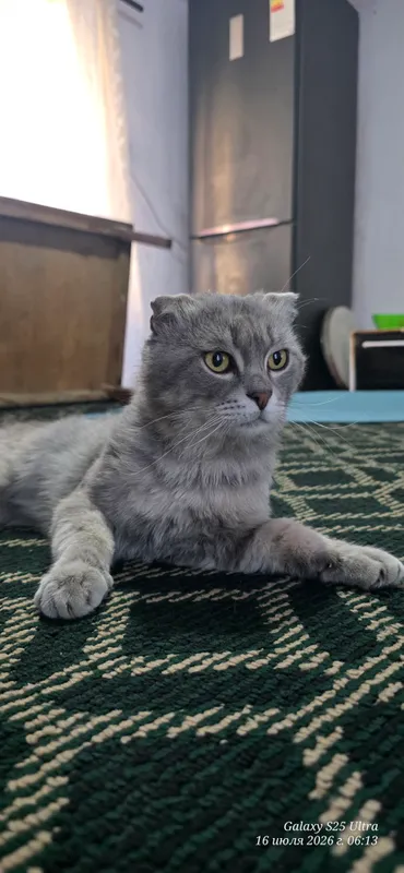 MUSHUK SOTILADI Scottish Fold 2 MUSHUK SOTILADI Scottish Fold 2