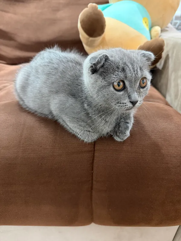 Sof zotli Scottish Fold va Scottish Straight mushukchalari 6