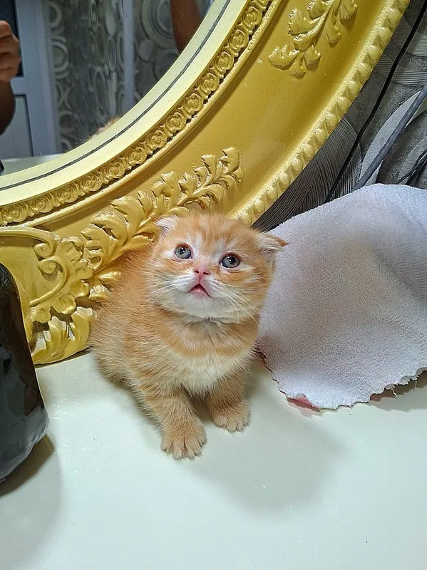 Котята кошки шотландский котёнок шотландская скоттиш фолд девочки — фото 5 Котята кошки шотландский котёнок шотландская скоттиш фолд девочки — фото 5