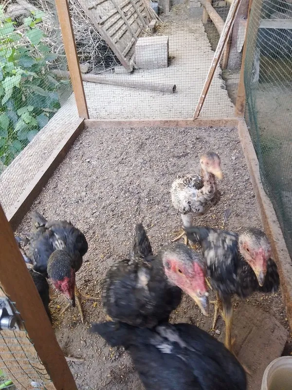 Kulangi jujalar sotiladi soğlom 4 Kulangi jujalar sotiladi soğlom 4