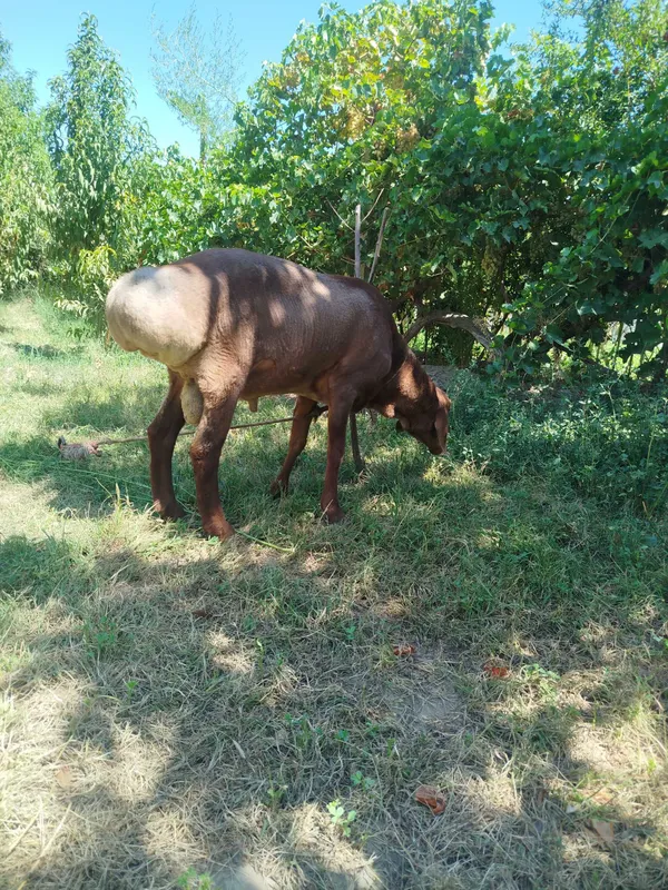 Qoʻchqor sotiladi 1 Qoʻchqor sotiladi 1