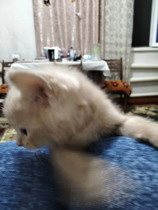 Котенок скотиш страйт.Лоток знает,в еде не привередлив.2 месяца 2 Котенок скотиш страйт.Лоток знает,в еде не привередлив.2 месяца 2