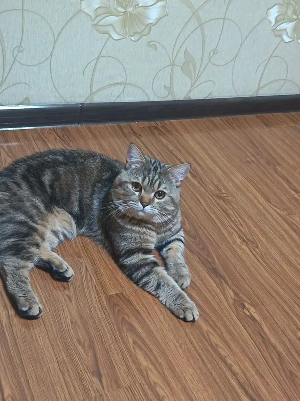 Ищем кошку для вязки. Британский короткошерстный кот.
