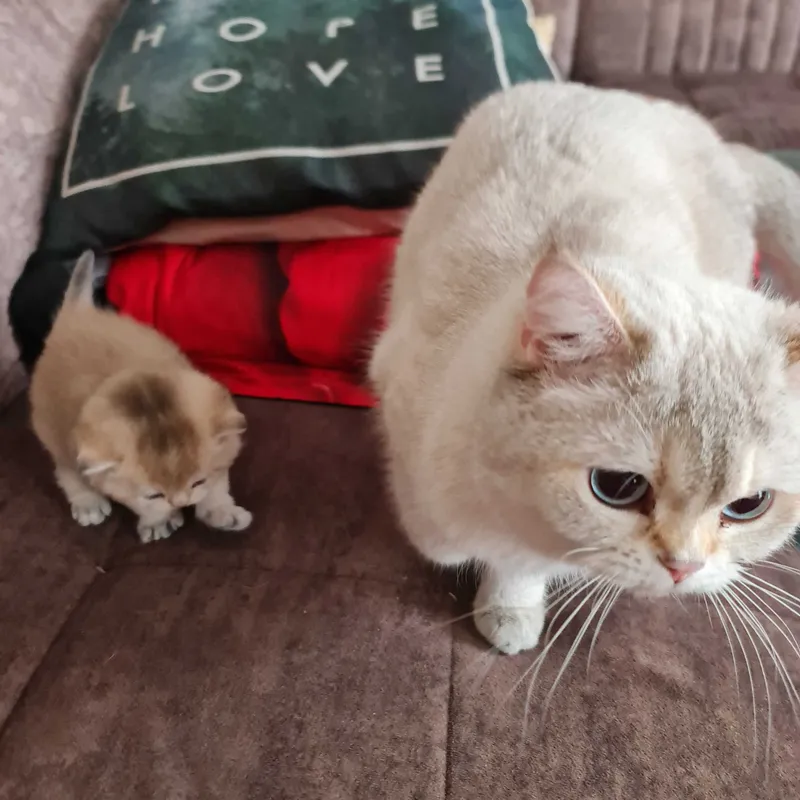 Британская короткошерстная. Котята — фото 3