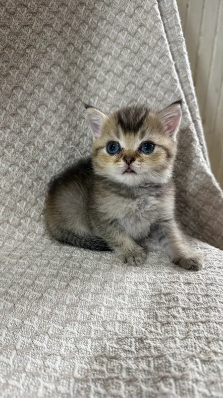 Britan chinchilla mushukchalari 6 Britan chinchilla mushukchalari 6