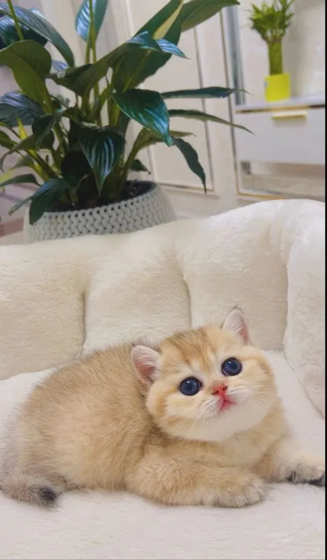 Золотая шиншилла 2ойли киз бола — фото 3
