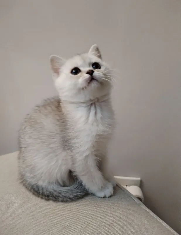 котята — фото 3