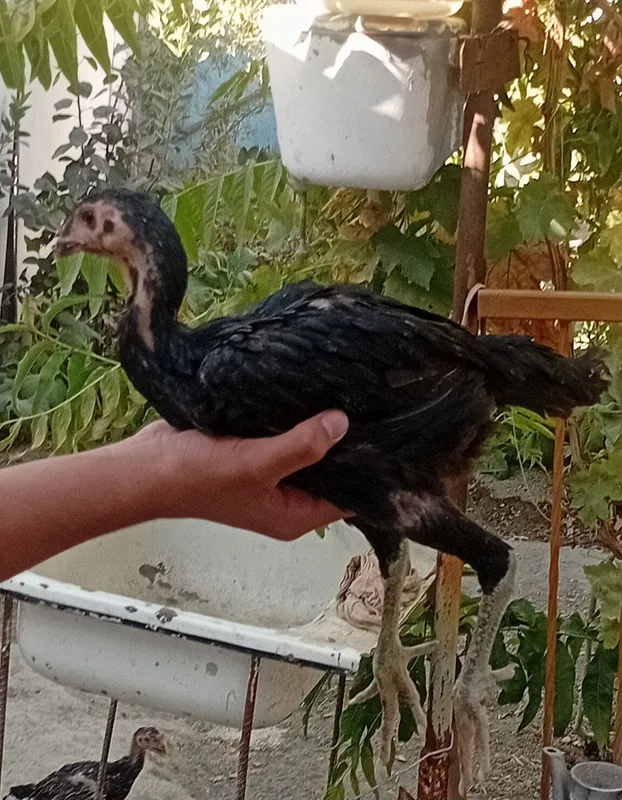 Kulangi jojalar sotiladi 2 Kulangi jojalar sotiladi 2