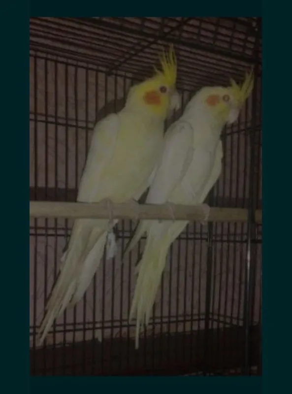 Papugay... Karella... sotiladi...