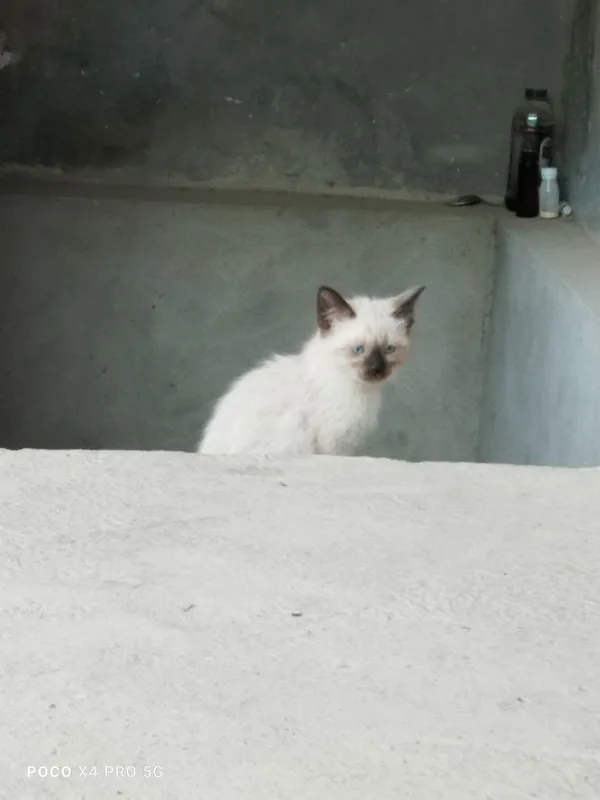 Сиамские котята. — фото 4