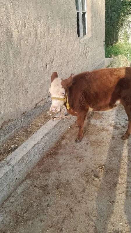 Grenfort gunojin sotladi 4 Grenfort gunojin sotladi 4