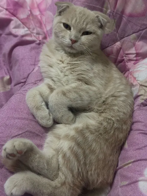 шотландская вислоухая (Scottish Fold)
