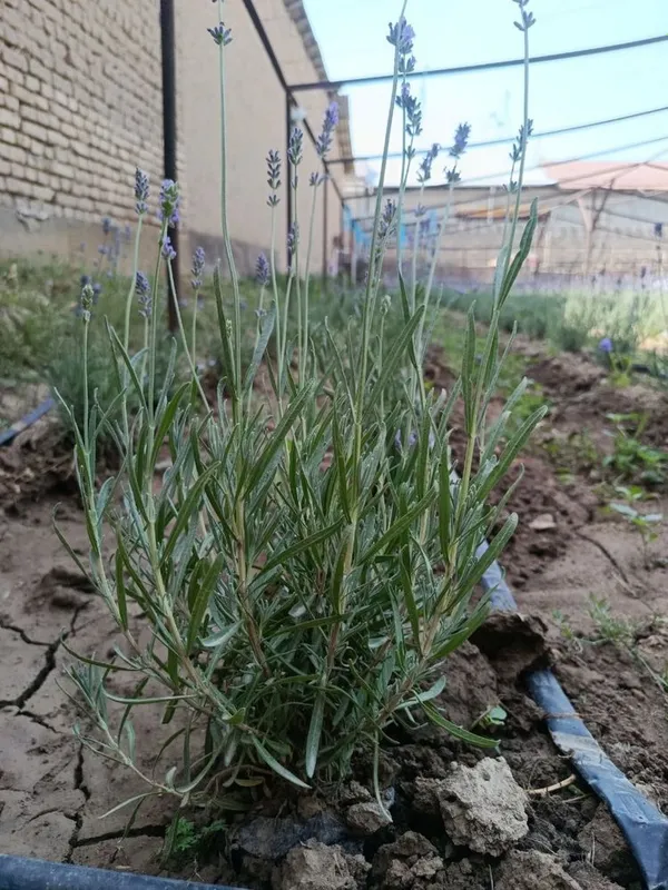Fransuski Lavanda gul sotiladi towkent