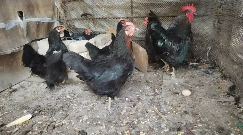 Tovuqlar sotiladi