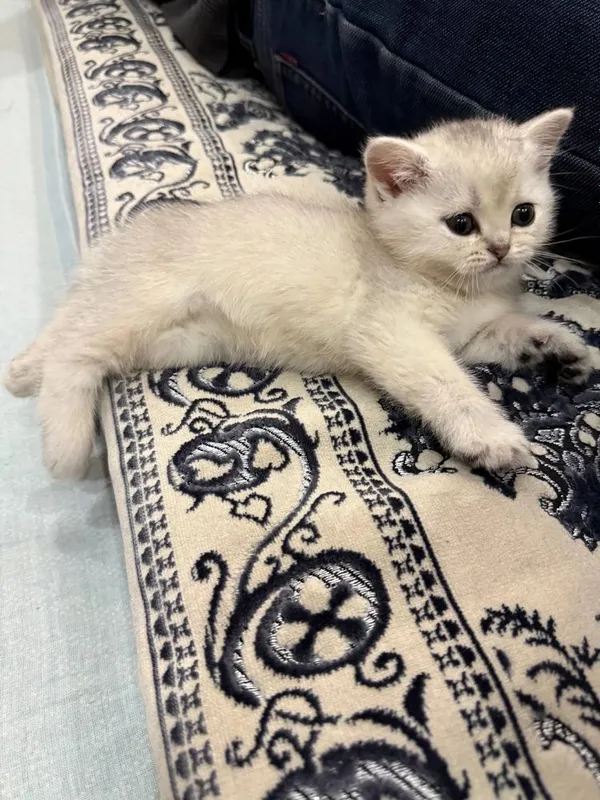 Котёнок серибристая шиншила 2 месяца девочка! 3 Котёнок серибристая шиншила 2 месяца девочка! 3