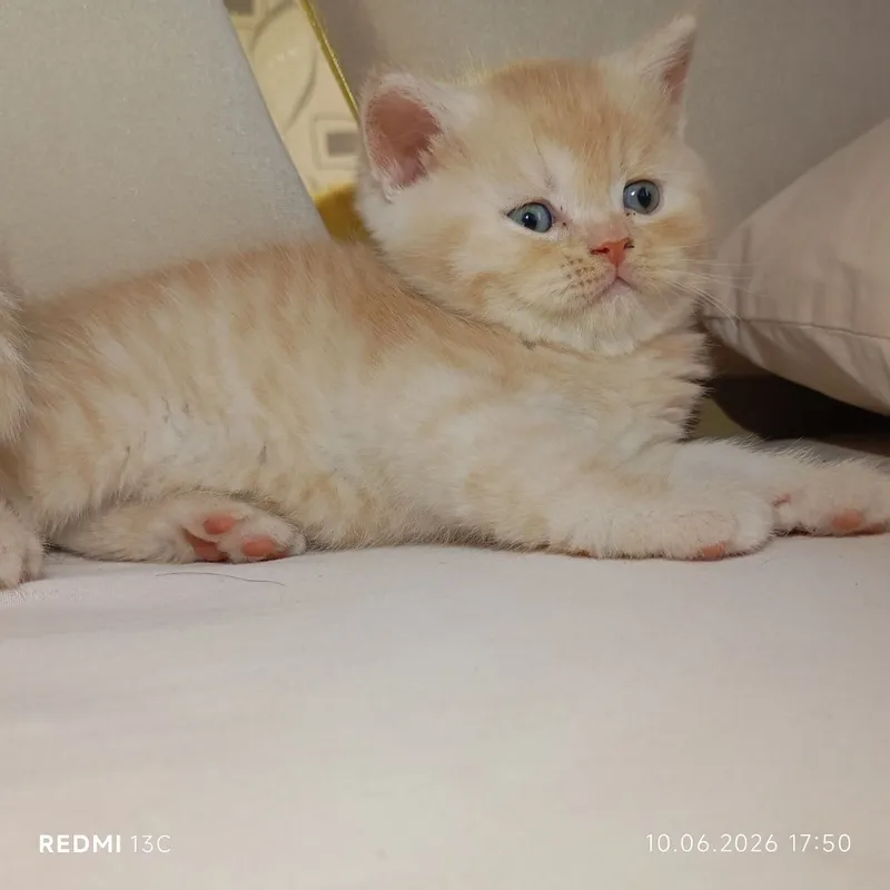 Котята британцы. Уступка есть договоримся Катятам почти 2 месяца кушаю — фото 1