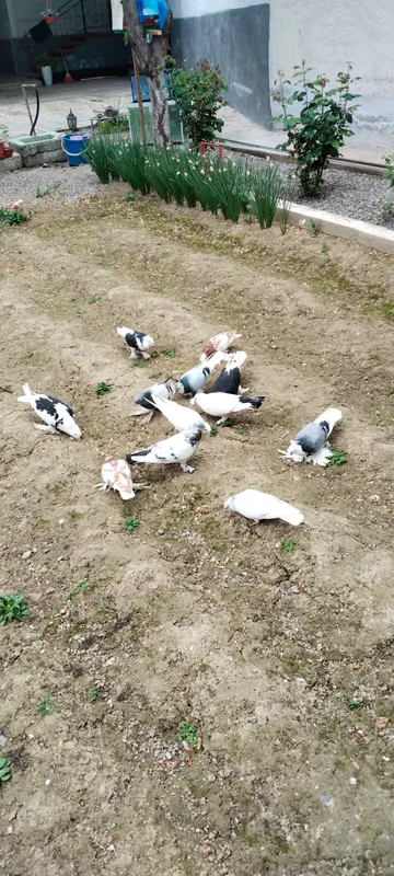 кушлар сотилади — фото 1