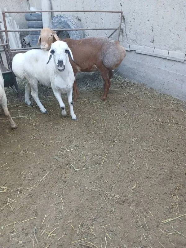 Zotga urugʻlikka quchqorla sotiladi 6