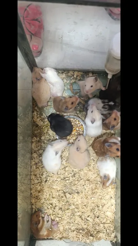 Хомячки и свинки