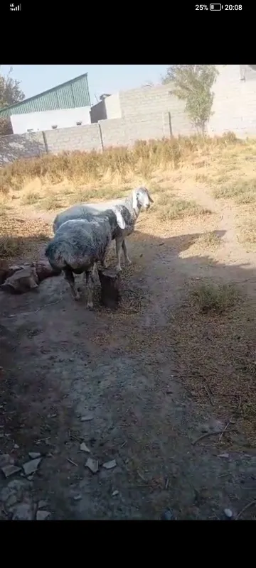 Ena bola cotiladi