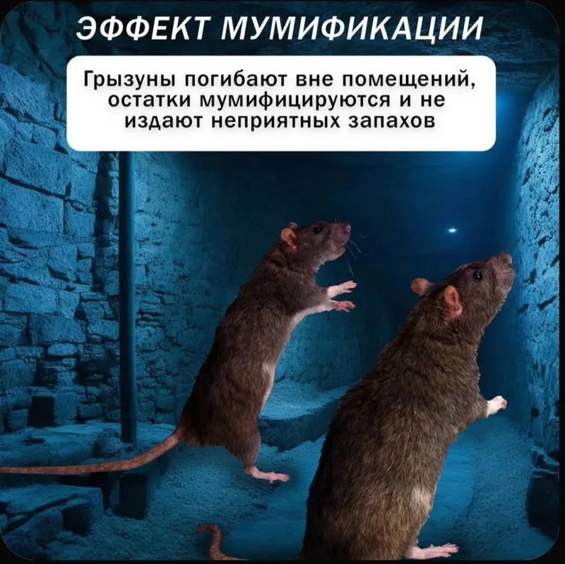 Крысиная смерть от крыс и мышей — фото 2