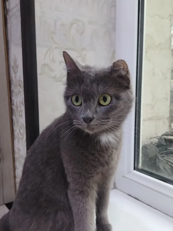 Russian Blue mushugi. Русская голубая — фото 2