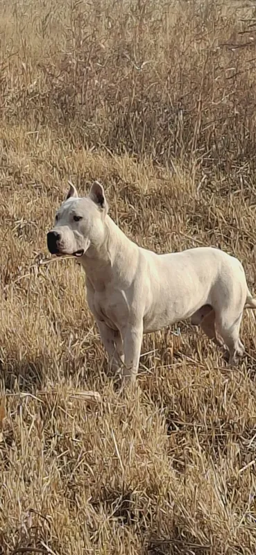 Vyazka uchun Amerkanskiy Pit bull — фото 1