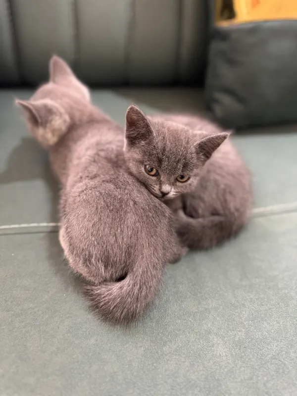 Котята породистые — фото 9