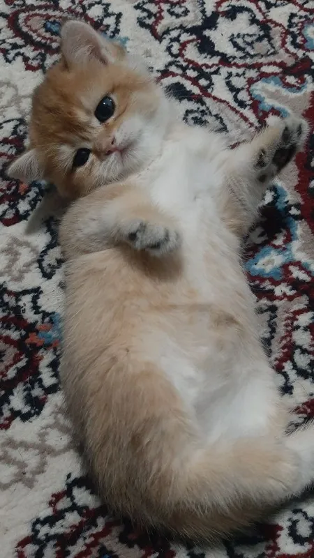 oltin chinchilla ny12 urg‘ochi mushukcha 6