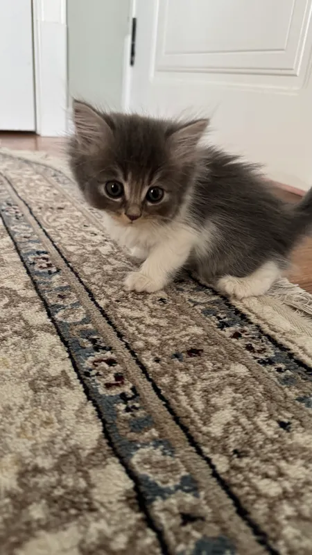 Котята продаются 9