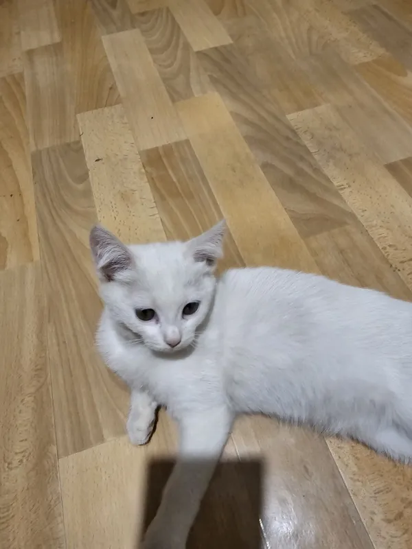 Бесплатно берём белая кошка 3 Бесплатно берём белая кошка 3