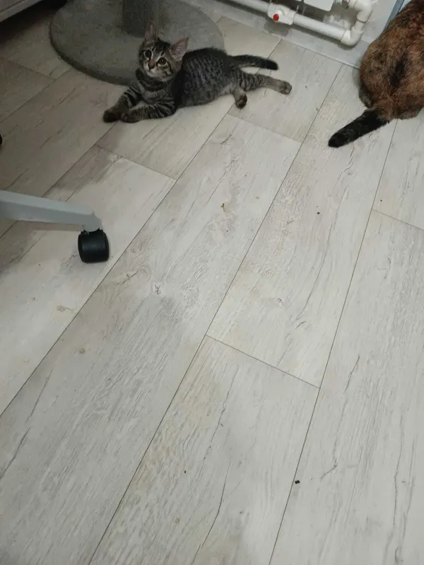 Котята в добрые и заботливые руки 2 Котята в добрые и заботливые руки 2