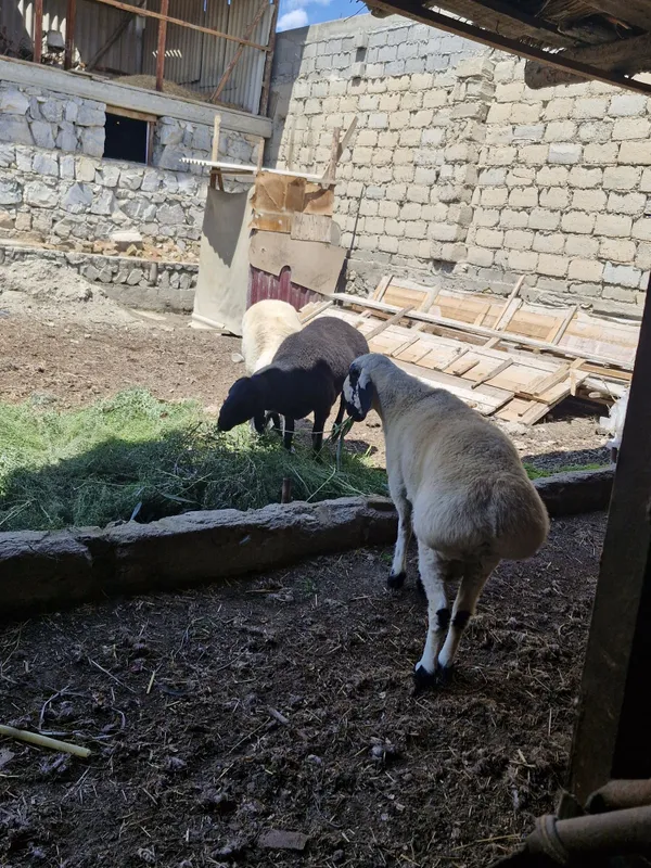 Кучкор сотилади 2 дона