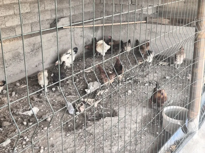 Tovuq sotiladi damashni 1 Tovuq sotiladi damashni 1