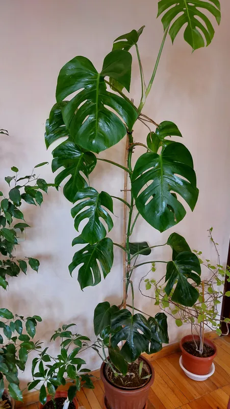 Katta Monstera 1 m 82 sm 3 Katta Monstera 1 m 82 sm 3