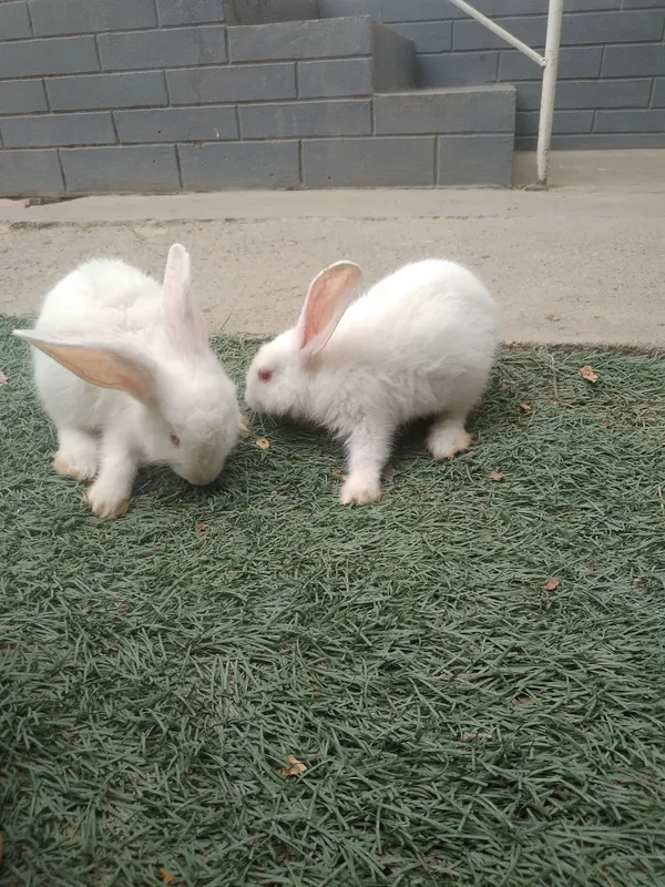 sog'lom narxi 85 mingdan donasi, zoti toza albinos — фото 7