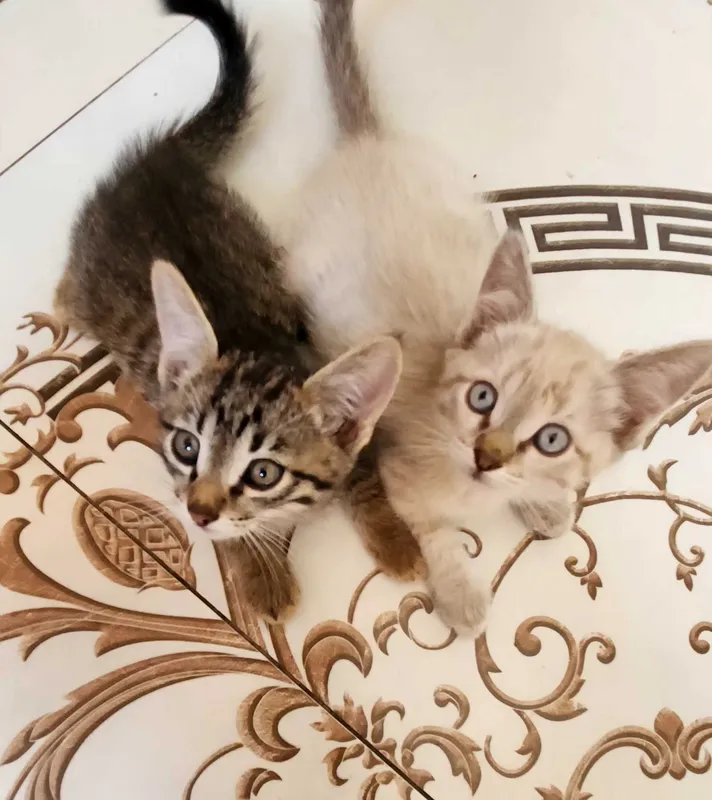 Отдам даром две котенка