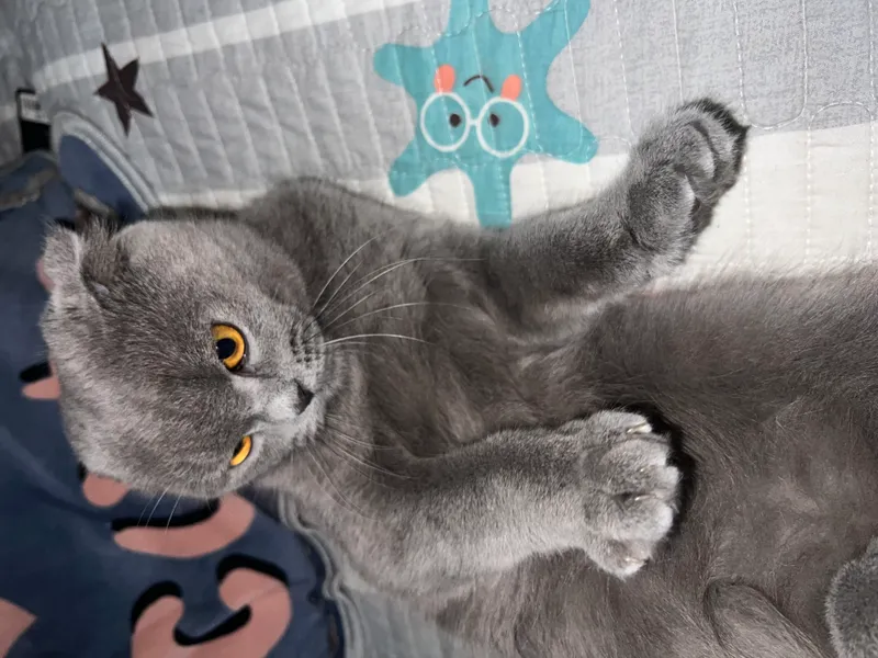 Scottish Fold urg‘ochi mushuk sotiladi 4 Scottish Fold urg‘ochi mushuk sotiladi 4